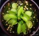 Dionaea muscipula All Green - S DM50 фото 1