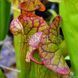 Sarracenia flava var. ornata dipping lid - L S16 фото 6