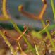Drosera "Binata Extrema Multifida" - S DR21 фото 10