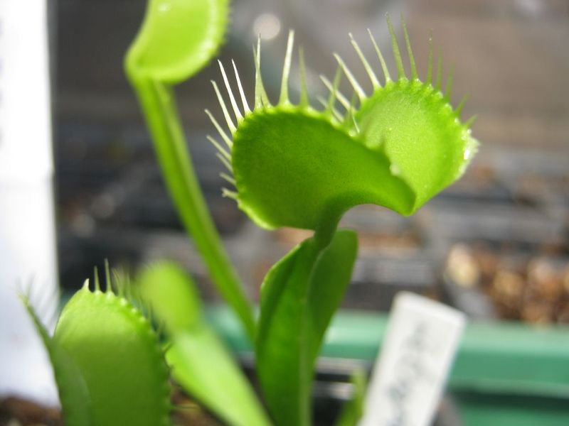 Dionaea muscipula All Green - S DM50 фото