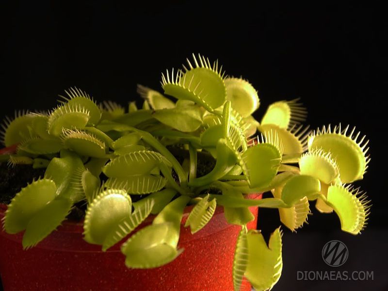 Dionaea muscipula All Green - S DM50 фото