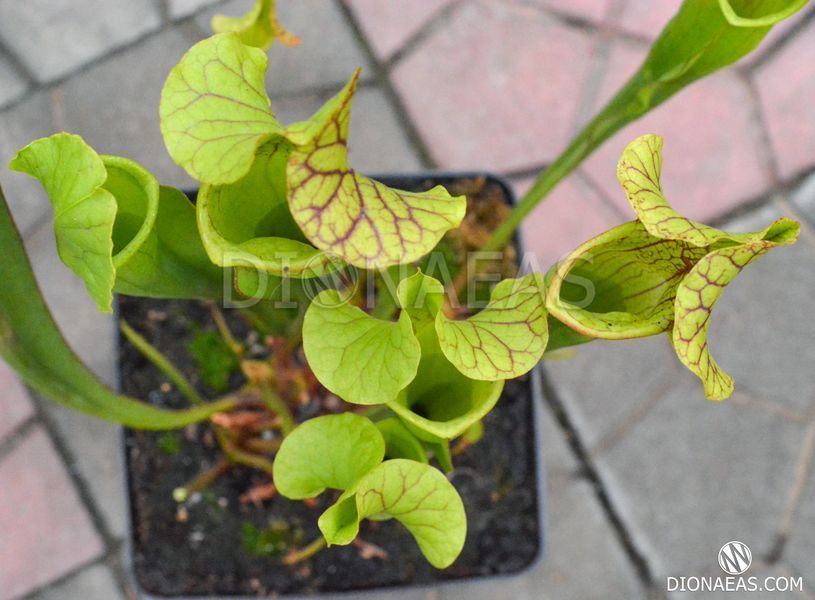 Sarracenia flava var. ornata dipping lid - L S16 фото