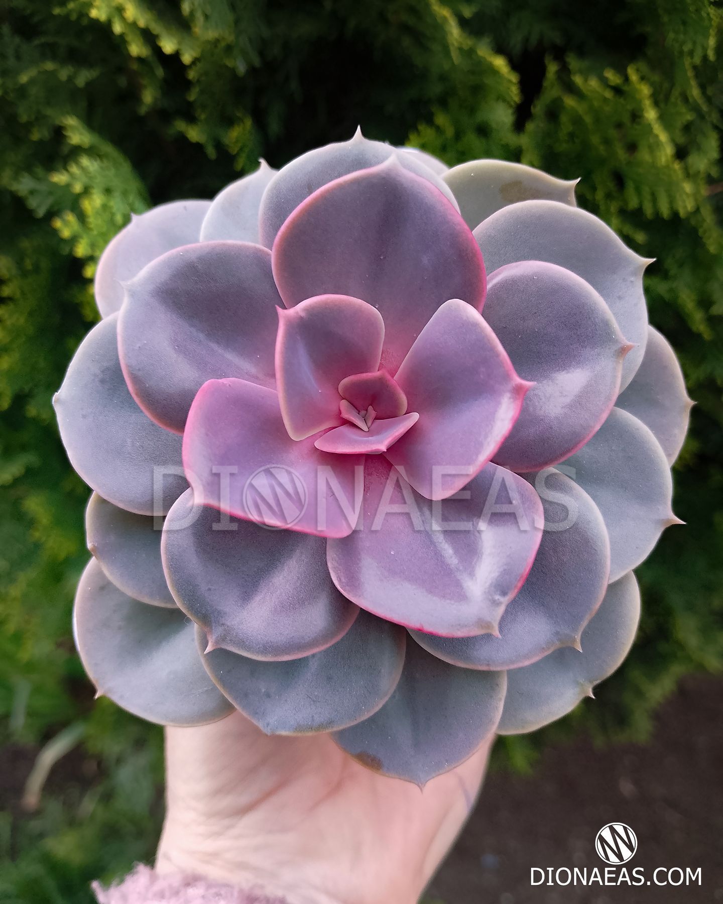 Echeveria gibbiflora metallica, Ехеверія горбатоквіткова, Ехеверія