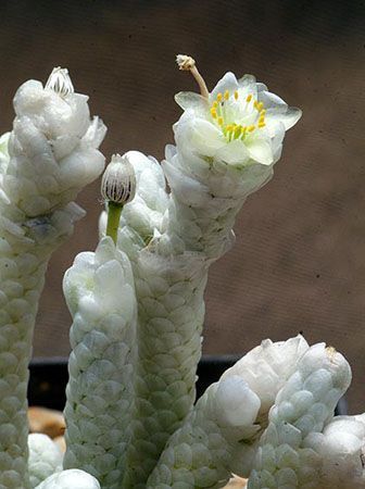 Авонія папероподібна - Avonia Papyracea, рослина з лускою SU130 фото