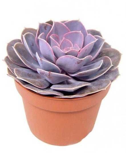 Echeveria gibbiflora metallica, Ехеверія горбатоквіткова, Ехеверія