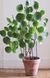 Pilea Peperomioides - Пилея пеперомиевидная, китайское денежное дерево, растение НЛО EX32 фото 5