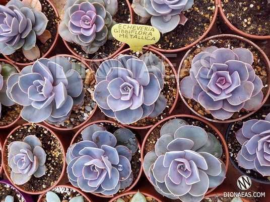 えばぐり Echeveria gibbiflora metallica, Ехеверія горбатоквіткова, Ехеверія