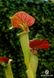 Sarracenia Elegant Hat - S S17 фото 2