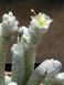 Авонія папероподібна - Avonia Papyracea, рослина з лускою SU130 фото 4