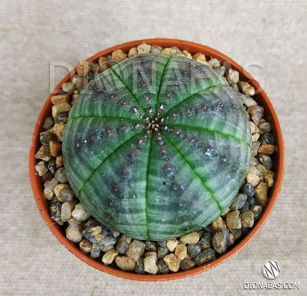 Euphorbia obesa SU65 фото
