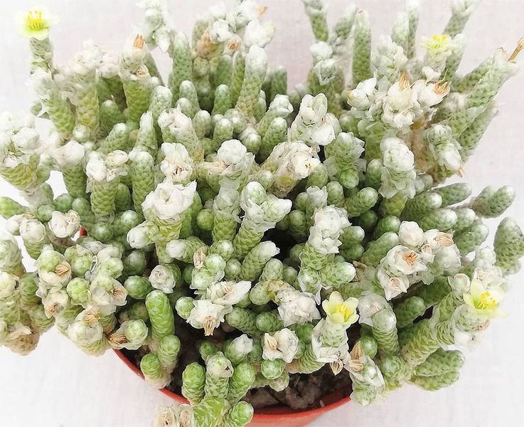 Авонія папероподібна - Avonia Papyracea, рослина з лускою SU130 фото