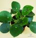 Pilea Peperomioides - Пілея пеперомієподібна, китайське грошове дерево, рослина НЛО EX32 фото 7