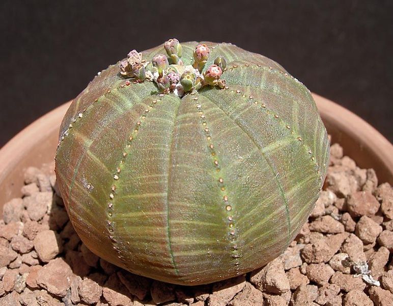 Euphorbia obesa SU65 фото