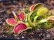 Dionaea muscipula Coquillage - S DM17 фото 4
