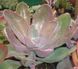 Echeveria gibbiflora metallica SU09 фото 3