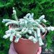 Авонія папероподібна - Avonia Papyracea, рослина з лускою SU130 фото 1