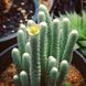 Авонія папероподібна - Avonia Papyracea, рослина з лускою SU130 фото 5