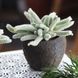 Авонія папероподібна - Avonia Papyracea, рослина з лускою SU130 фото 8