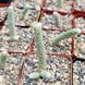 Авонія папероподібна - Avonia Papyracea, рослина з лускою SU130 фото 3
