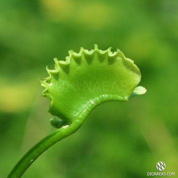 Dionaea muscipula "Werewolf" - S DM88 фото
