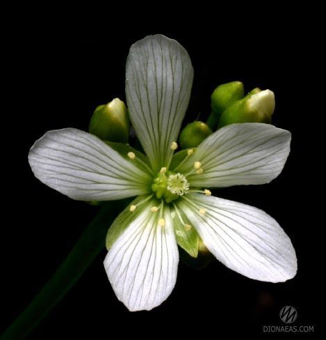Dionaea muscipula Crested petioles - S DM34 фото