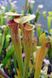 Sarracenia hybrid 6 - S S36 фото 3