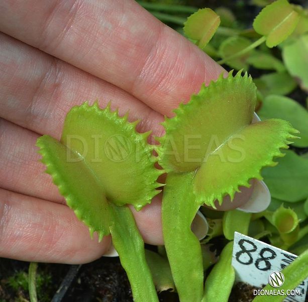 Dionaea muscipula "Werewolf" - S DM88 фото