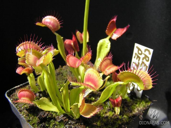 Dionaea muscipula Crested petioles - S DM34 фото