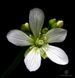 Dionaea muscipula Crested petioles - S DM34 фото 2