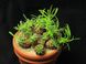 Euphorbia Bupleurifolia X Susannae - молочай ананасний, молочай соснова шишка SU64 фото 4