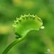 Dionaea muscipula "Werewolf" - S DM88 фото 1