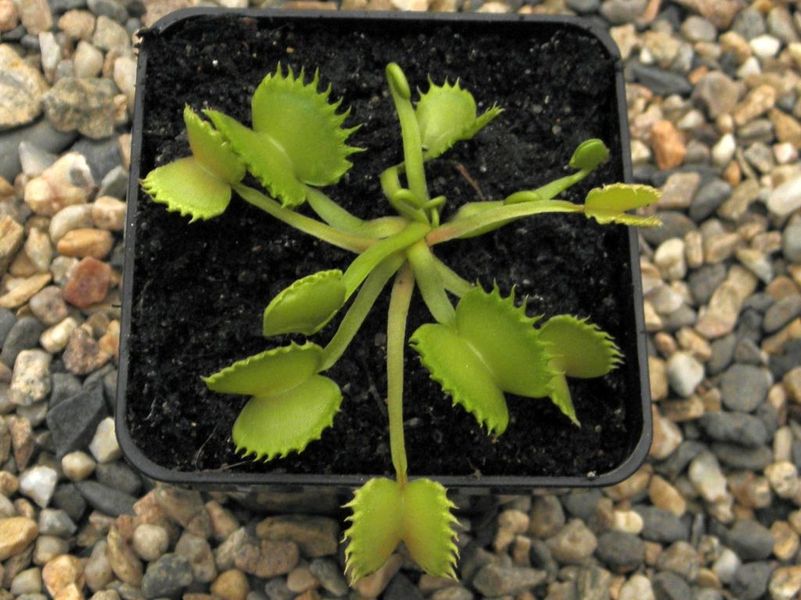 Dionaea muscipula "Werewolf" - S DM88 фото