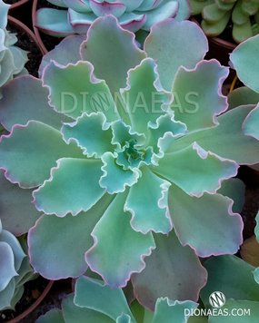 Echeveria Shaviana SU62 фото