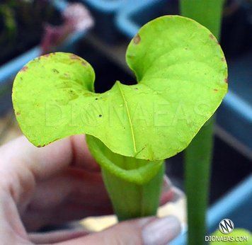 Sarracenia hybrid 18 - S S53 фото