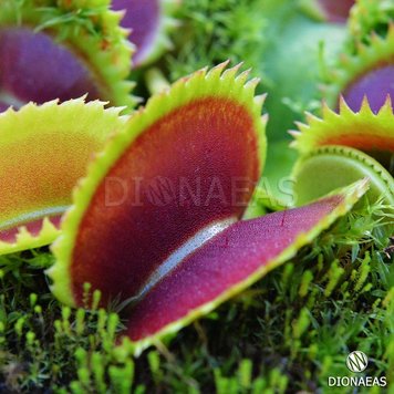 Dionaea muscipula Dracula - S DM01 фото