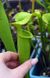 Sarracenia hybrid 18 - S S53 фото 2