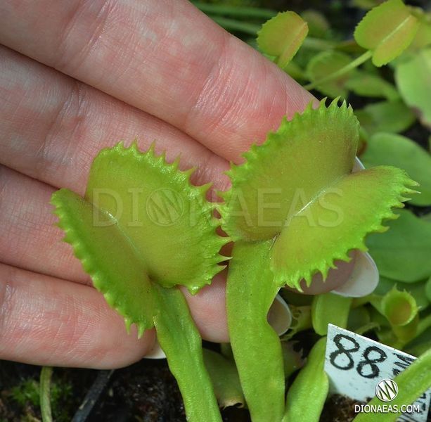 Dionaea muscipula "Werewolf" - M DM88 фото