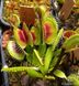 Dionaea muscipula Clone A - S DM51 фото 1
