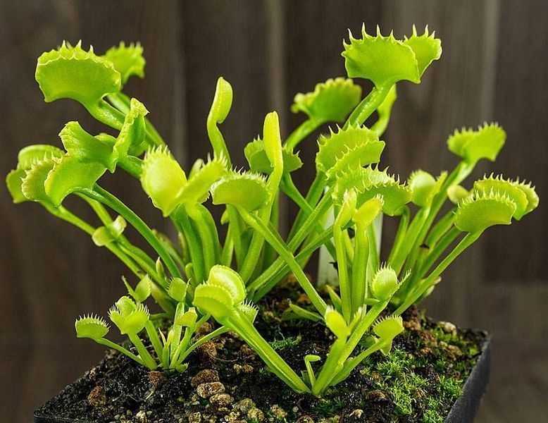 Dionaea muscipula "Werewolf" - M DM88 фото
