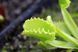 Dionaea muscipula "Werewolf" - M DM88 фото 2