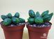 Молочай гібридний огрядний х кулястий - Euphorbia obesa x globosa SU131 фото 4