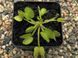 Dionaea muscipula "Werewolf" - M DM88 фото 4
