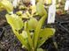 Dionaea muscipula "Werewolf" - M DM88 фото 5