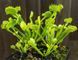 Dionaea muscipula "Werewolf" - M DM88 фото 6