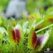Dionaea muscipula Clone A - S DM51 фото 3
