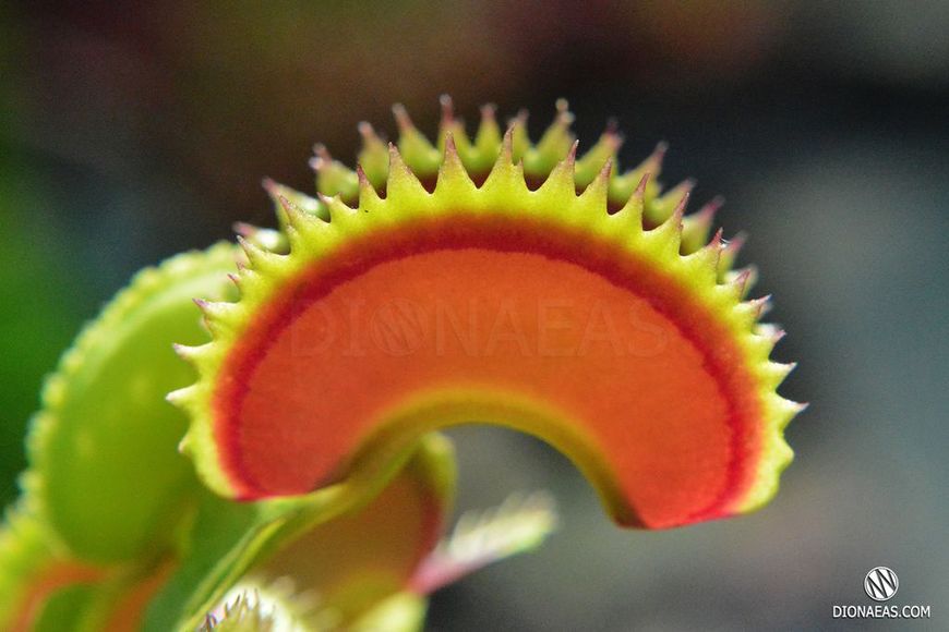 Dionaea muscipula Dracula - S DM01 фото