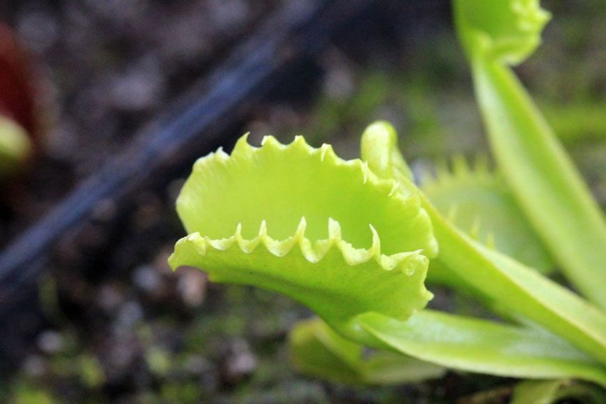 Dionaea muscipula "Werewolf" - M DM88 фото