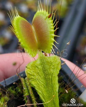 Dionaea muscipula Schuppenstiel Thomas - S DM105 фото
