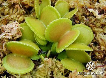 Dionaea muscipula Green wizard - S DM18 фото