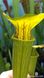 Sarracenia Lemon - S S18 фото 1